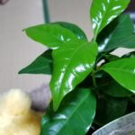 グリーンな観葉植物はオシャレで癒やしのインテリア