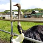 千葉ドライブでおすすめ穴場ダチョウ王国を紹介。